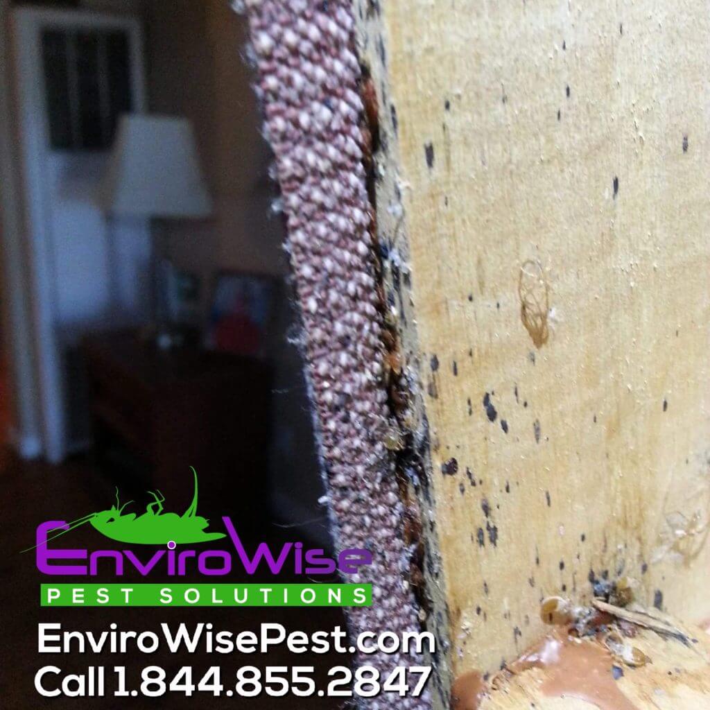 EnviroWise Pest Solutions Bed Bug Evidence on Furniture.