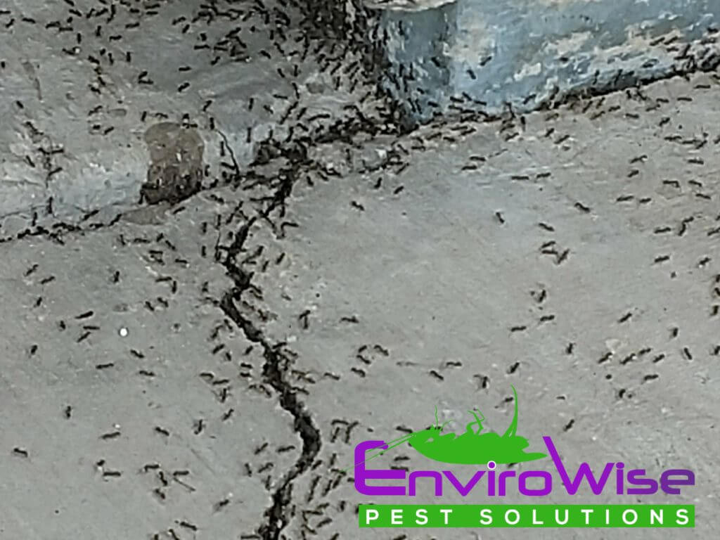 Ants swarming out of a crack in the pavement