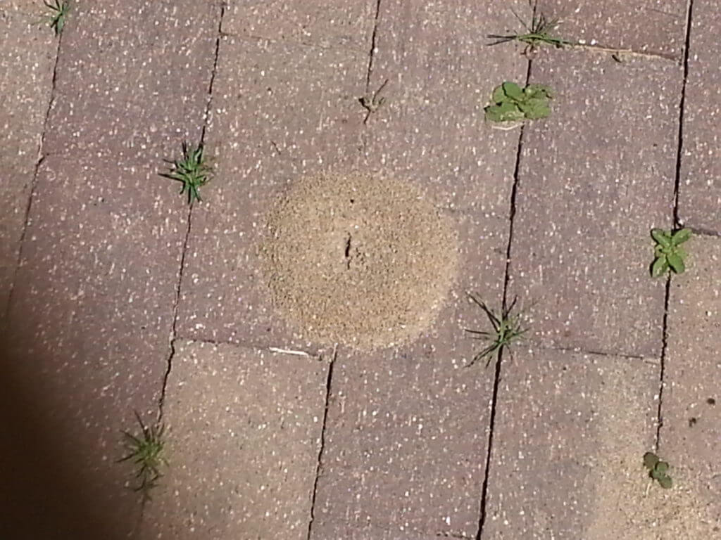 Pavement ant nest in the paver field.