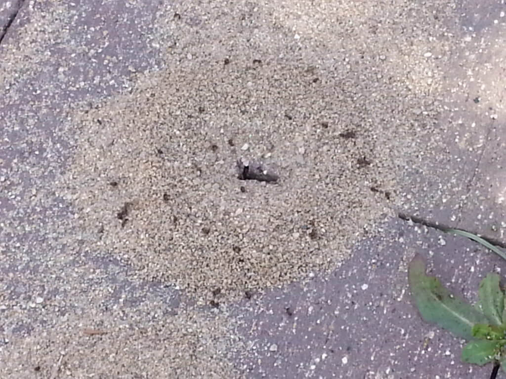 Ant nest with body parts scattered.