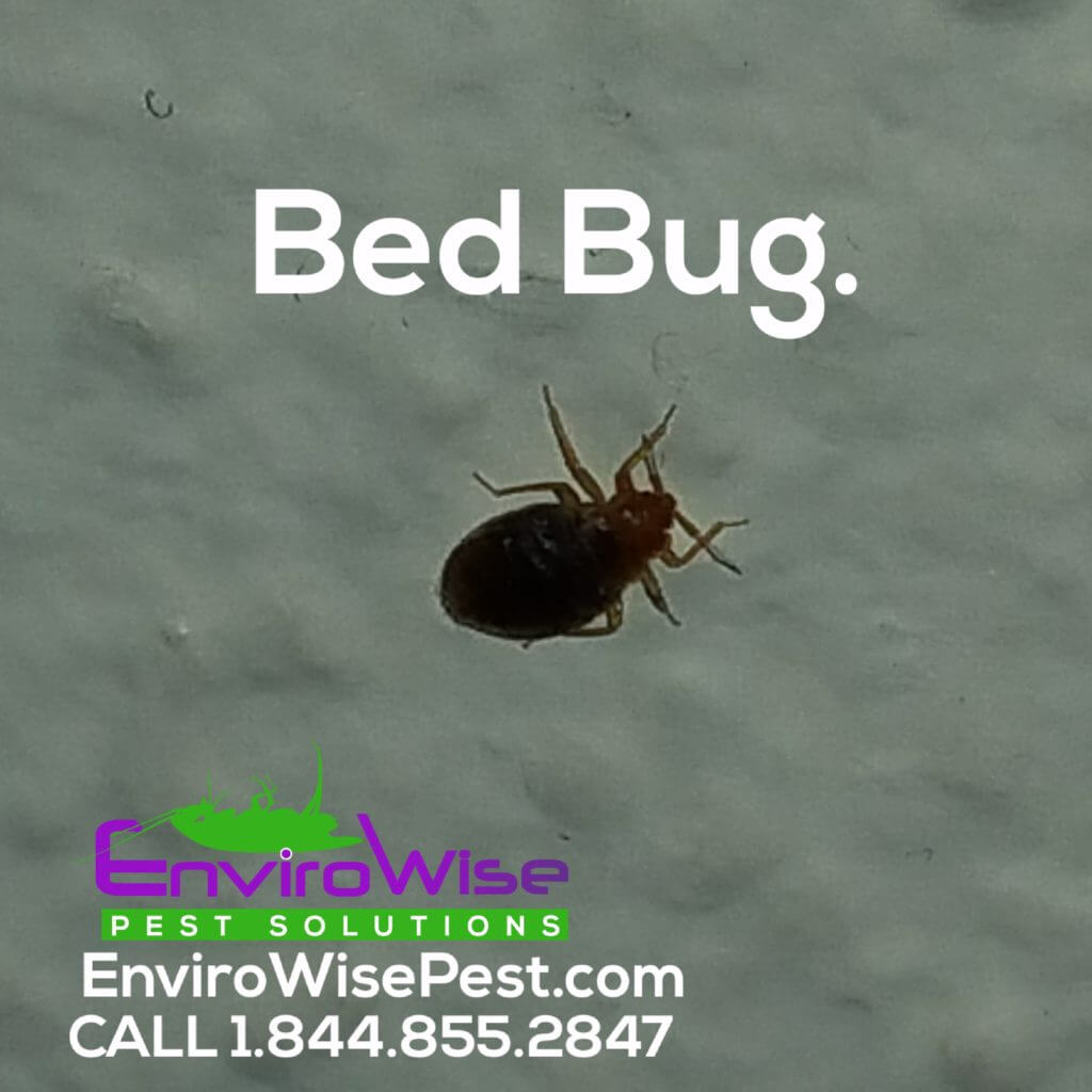 EnviroWise Pest Solutions Bed Bug
