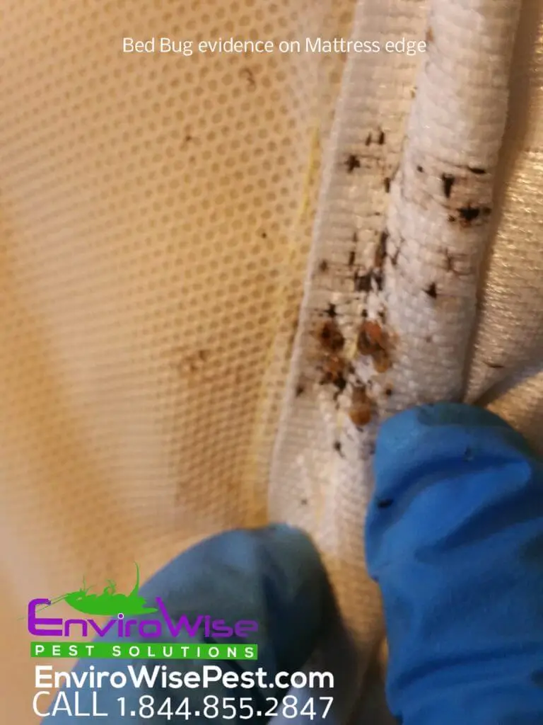 Image alt tag - site title