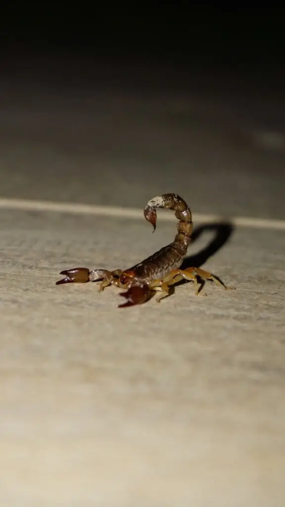 Image alt tag - site title