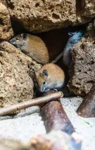 | Envirowise Pest Solutions Inc Liam-read-f5etinpvyua-unsplash Image alt tag - site title