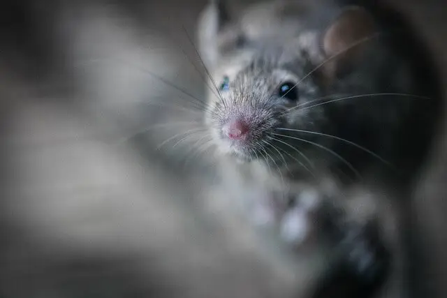 Image alt tag - site title